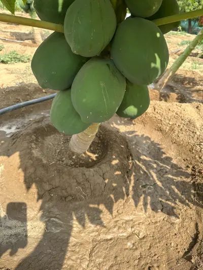 صورة ٤، Fal Mango Farm مزرعة مانجو