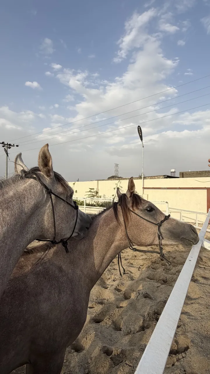 صورة ١، مخيم ومربط RM رِكاز
