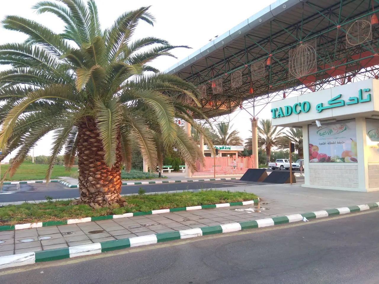 صورة ١، تبوك الزراعية تادكو