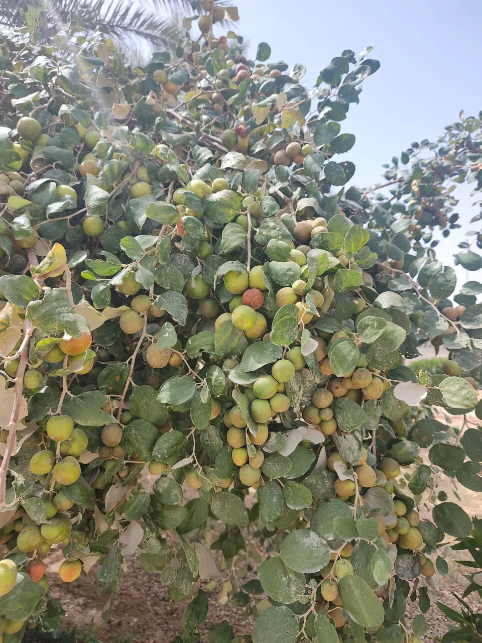 صورة ١، مزرعة الشيخ عبدالعزيز بن إبراهيم المهنا