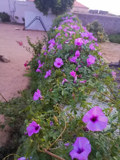 صورة ٣، استراحة الثريا