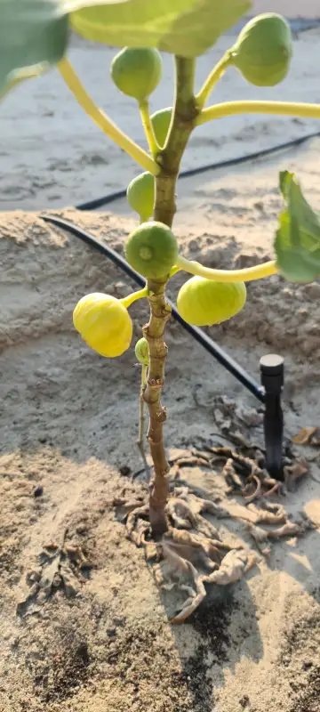 صورة ٣، Abu Ashraf Farm مزرعة أبو أشرف زكي الشرفا