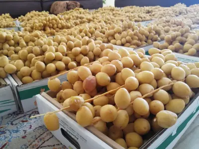 مزرعة زهوة