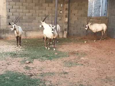 استراحة شجاع فيحان الهذيلي