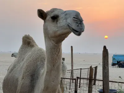 صورة ٦، Camp 6
