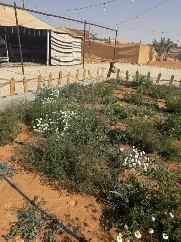 صورة ٤، مخيم وشالية الريم بالمشاعله