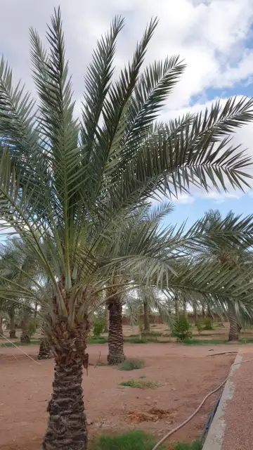 صورة ٣، مزرعة الماجديه للايجار اليومي