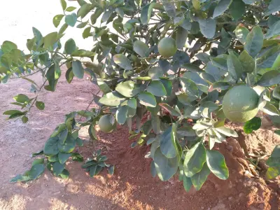 صورة ٥، استراحة الغازي حائل عكاش