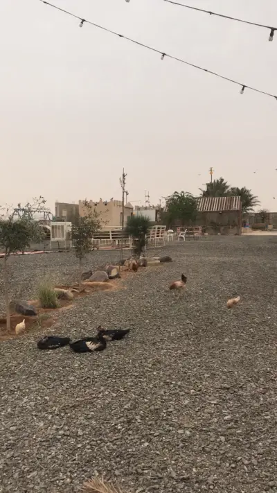صورة ٥، استراحة أبراج الحمام