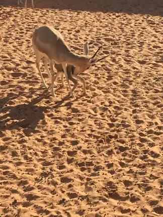 صورة ٦، استراحة شجاع فيحان الهذيلي