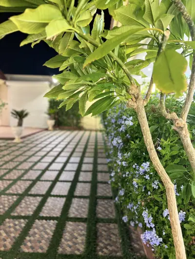 صورة ٤، شالية نرسيان