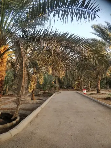 صورة ٢، مزرعة الشيخ عبدالعزيز بن إبراهيم المهنا