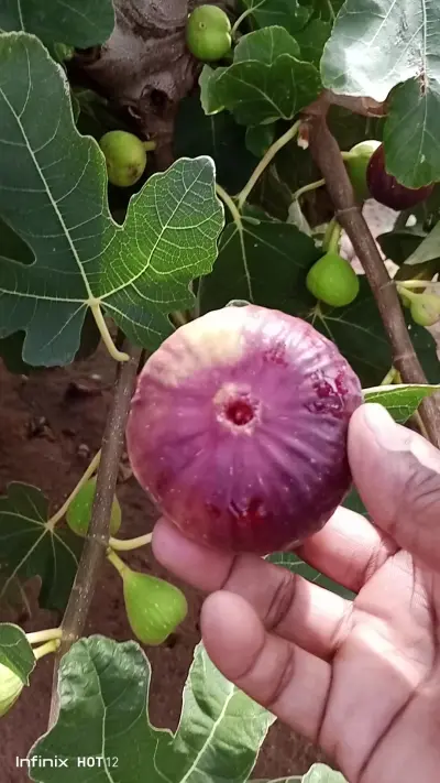 صورة ٤، مزرعة و منتجع النايفه