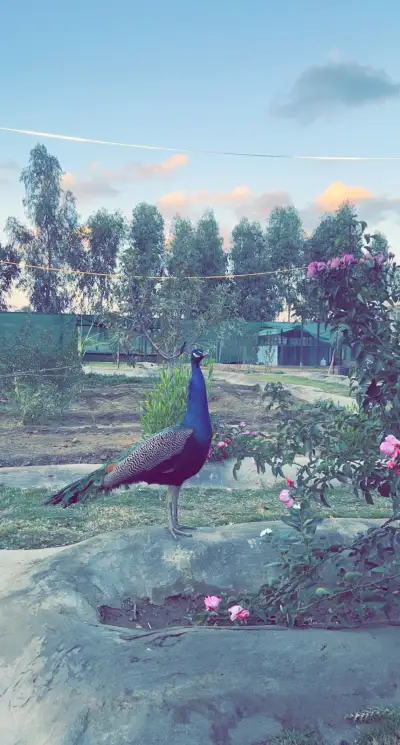 صورة ٤، منتجع ومخيمات الوادي