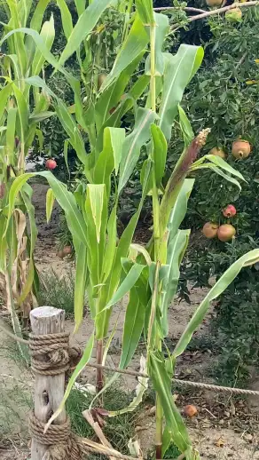 صورة ٣، مزرعة العنب الريفيه