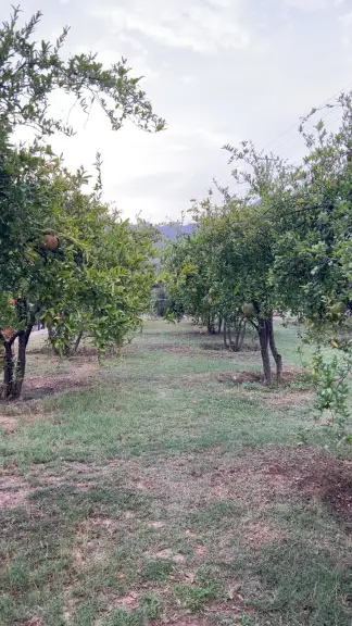 مزرعة الراشدية