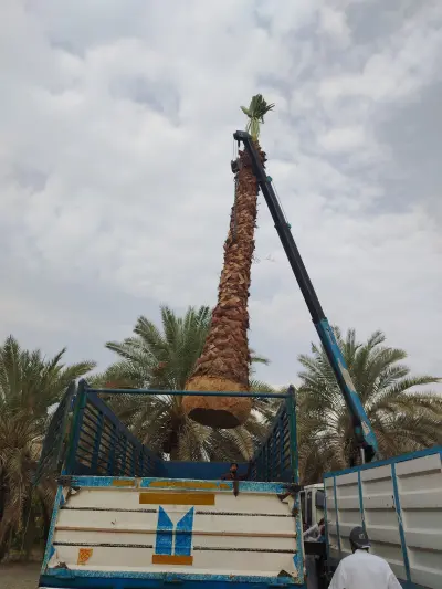 صورة ٥، مشتل نخيل واشنطن عربي شبوك زراعية