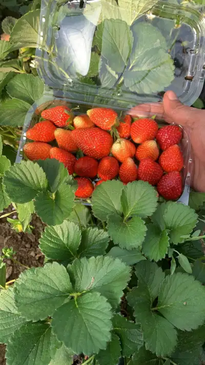 منتجع ومزرعة البدر السياحية