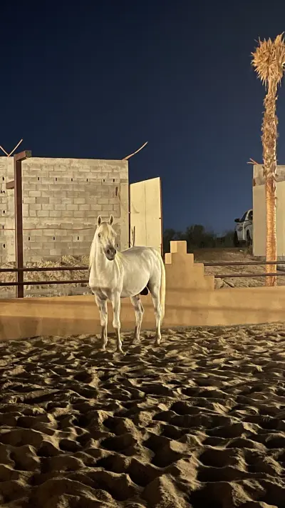 صورة ٢، منتجع ومربط عرق الذهب للخيول العربية الاصيلة