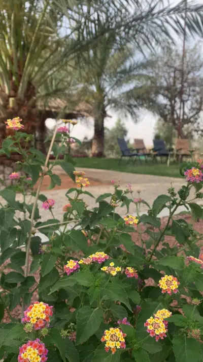 صورة ٤، منتجع وشاليه رويال ڤيو ريزورت