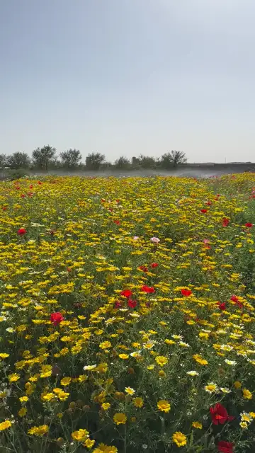 صورة ٣، استراحة ابو عمر
