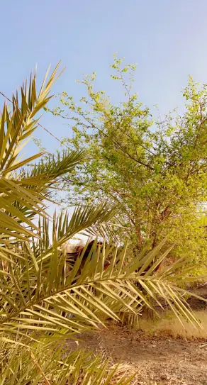 استراحة مصلح الرويثي