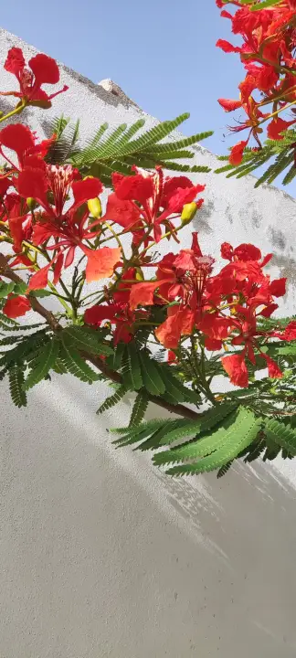 صورة ٥، استراحة الوجيه