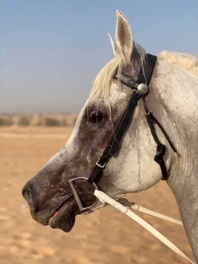 صورة ٢، مزرعة زهوة