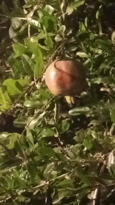 صورة ٣، استراحة مناسبتي