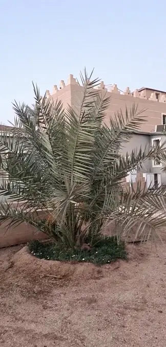 صورة ٥، استراحة الصالحية