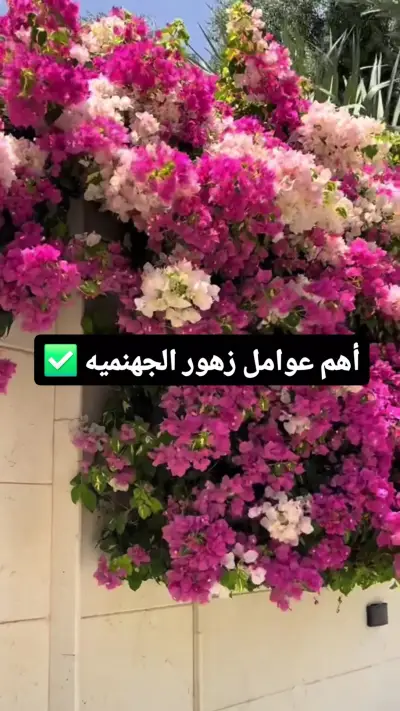 صورة ٣، استراحة الياسمين