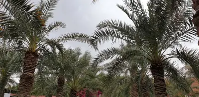 صورة ٣، استراحة طارق عاشور