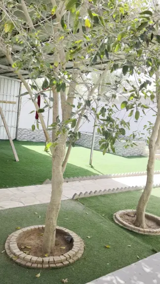 صورة ٣، استراحة الريوف