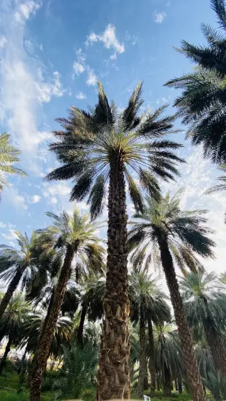 صورة ٢، مزرعة الضابطة التاريخية