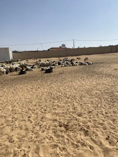 صورة ٥، استراحة ابو مشاري للمواشي