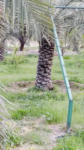 صورة ٣، بساتين شيخة