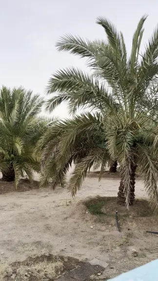صورة ٢، مزرعة ابو مشاري للإيجار اليومي