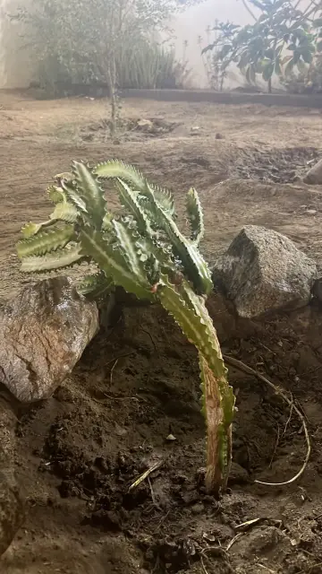 صورة ٤، استراحة الجابرية د سمير الصيادي