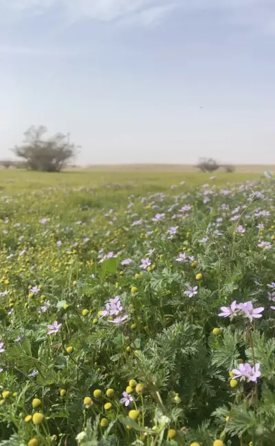 صورة ٤، شاليه ماردين