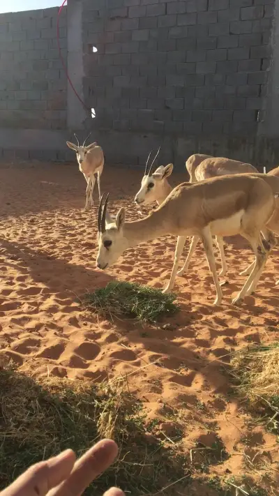 صورة ٣، استراحة شجاع فيحان الهذيلي