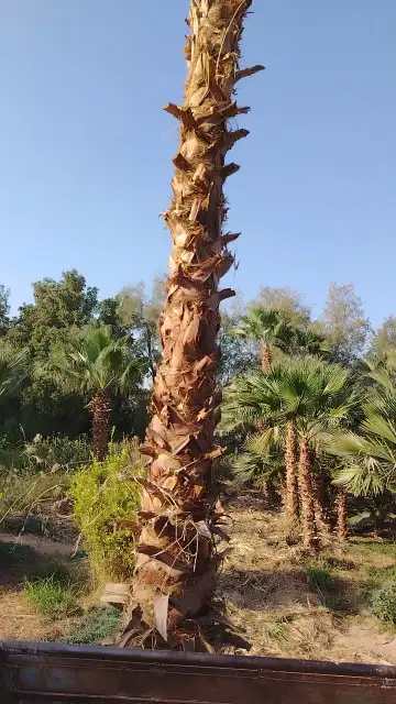 صورة ٣، مشتل نخيل واشنطن عربي شبوك زراعية