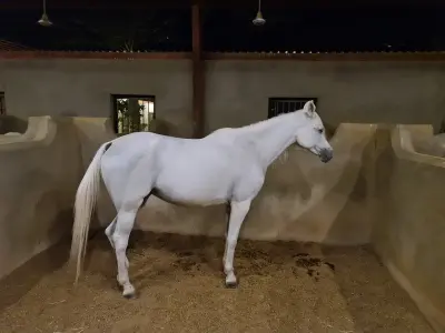 صورة ٤، مزرعة الوسمي