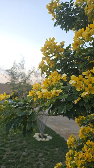 صورة ٣، استراحة عبدالله بن ابراهيم بن طالب