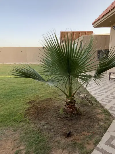 صورة ٦، شاليه كناري