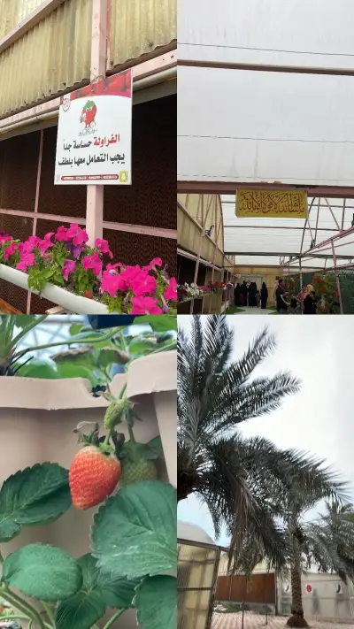 مزرعة برادايز