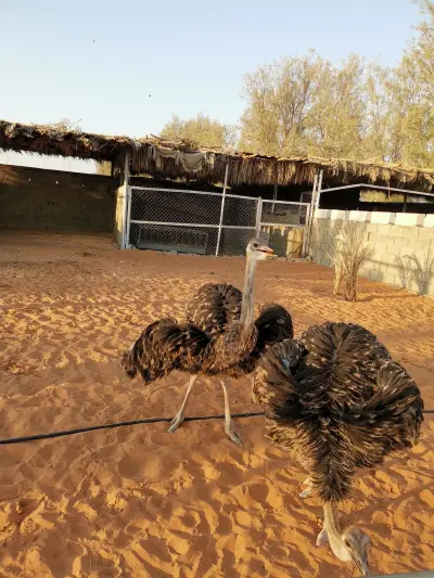 صورة ٢، مزرعة ورق التوت