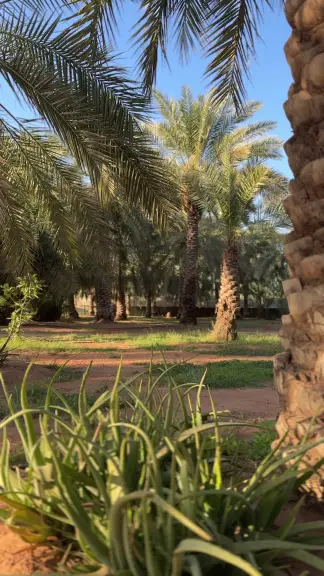 صورة ٣، المخيم الريفي