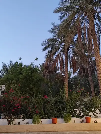 استراحة ومنتجع آل إدريس سانتورينا