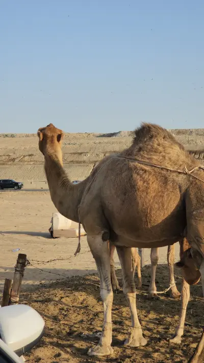 صورة ٣، مخيم ليالي الشام وبوفية ليالي الشام نعمل مظغوط بطلب