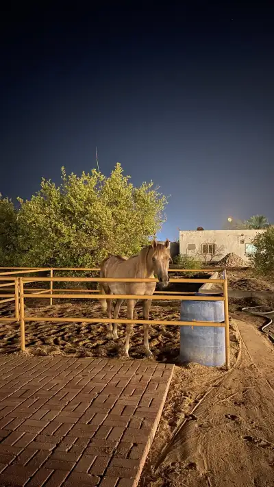 منتجع ومربط عرق الذهب للخيول العربية الاصيلة